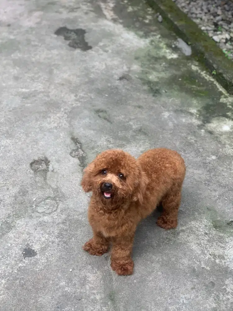Anjing toy poodle