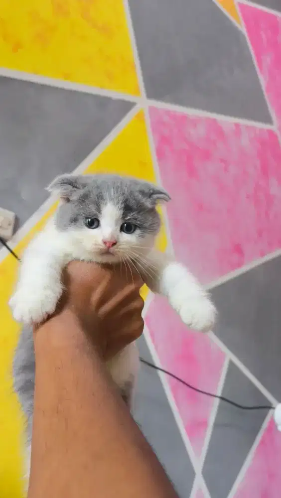 Scottish fold jantan