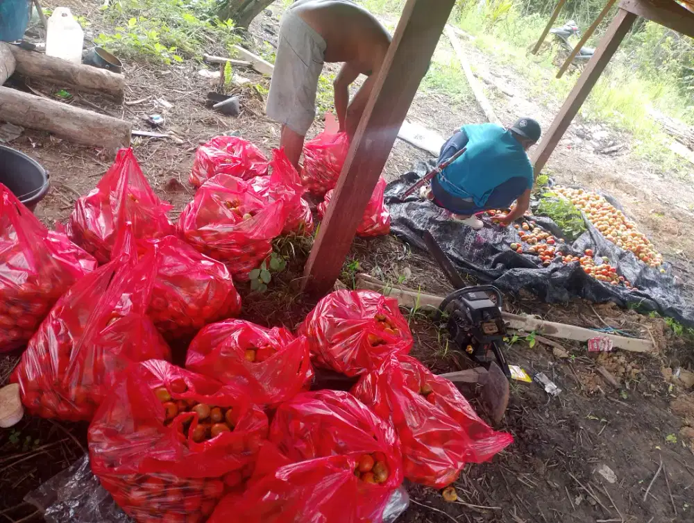 Tomat segar pas untuk berbuka dengan campuran cabe