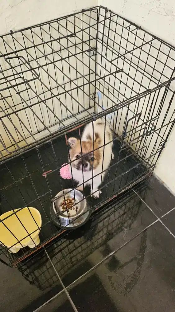 Dijual Anjing mix mini shitzu x mini pom