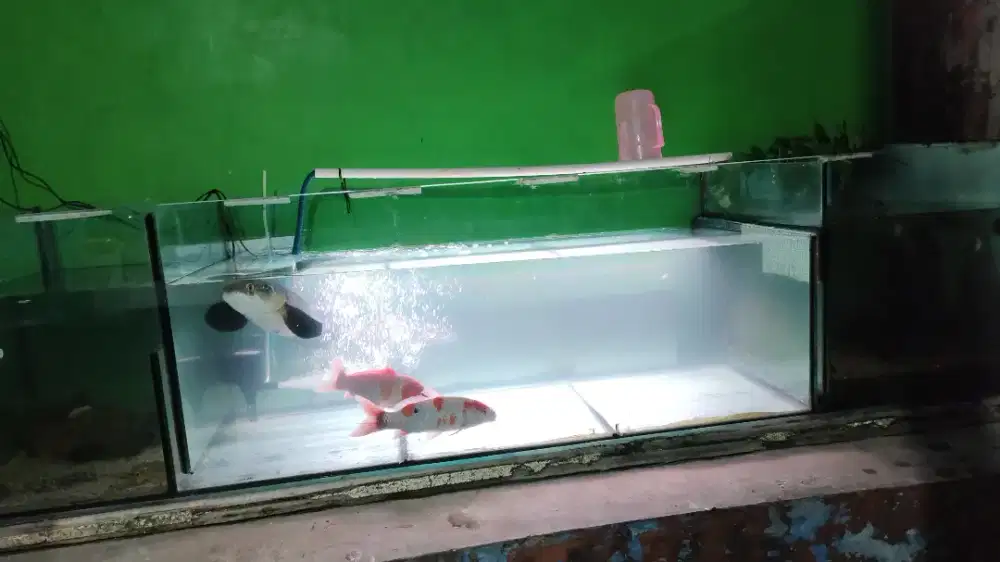 Aquarium ikan second