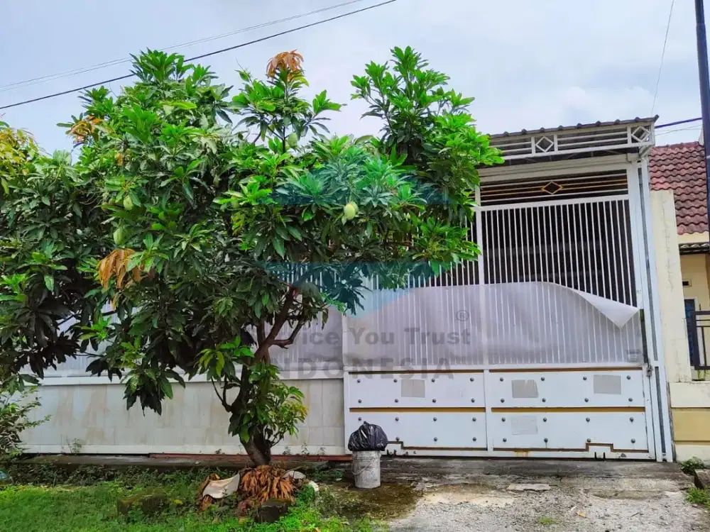 Phirus Hijau Driyorejo Gresik