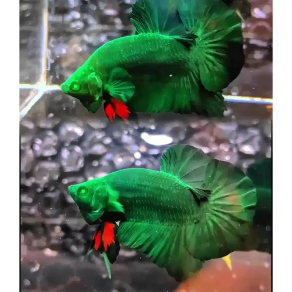 Lowongan kerja yang jago breeding ikan cupang