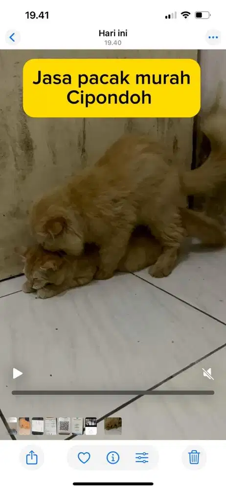 Jasa pacak persia peaknose scotish