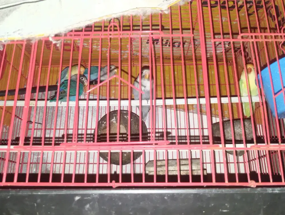 LOVEBIRD PAUD 2-4 bulan