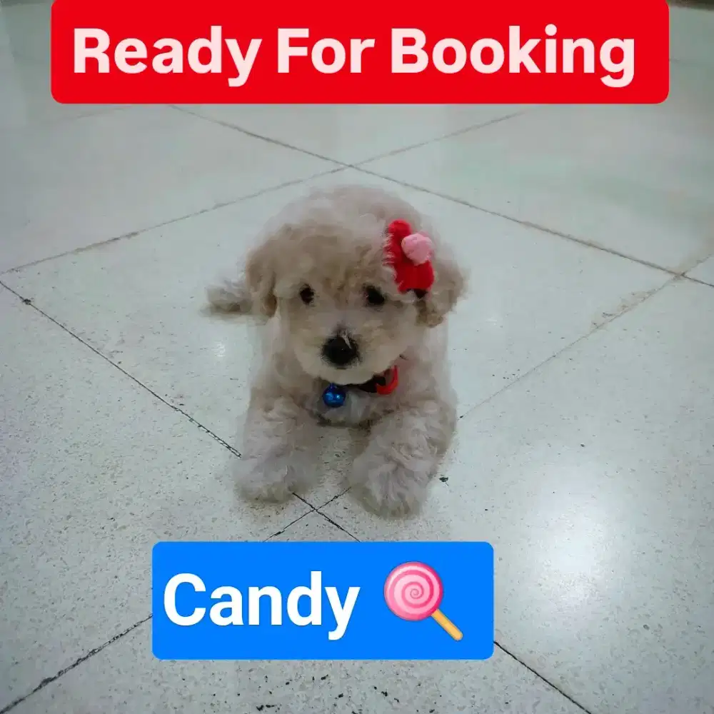 Female Light Apricot/Fawn Toy Poodle