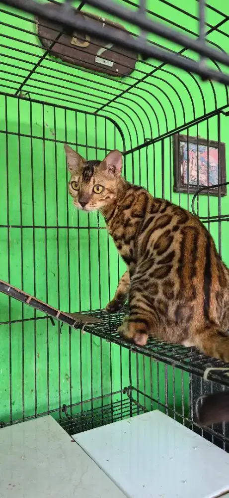 Kucing jantan sehat