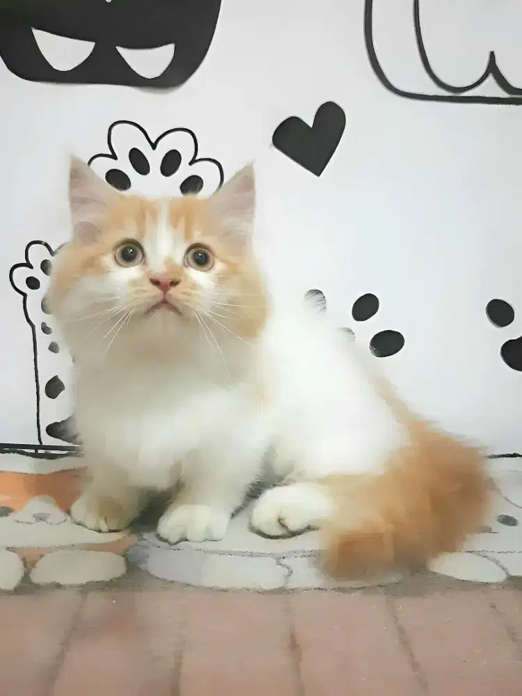 Kitten munchkin jantan