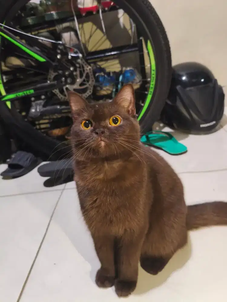 BSH Choco Light Female Line Ped Cinnamon