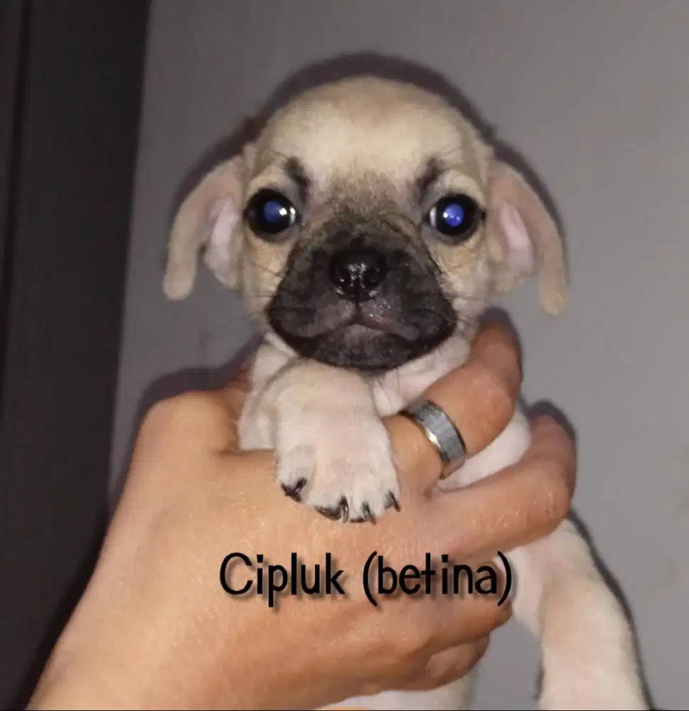 Jual Puppy Pug (mix)