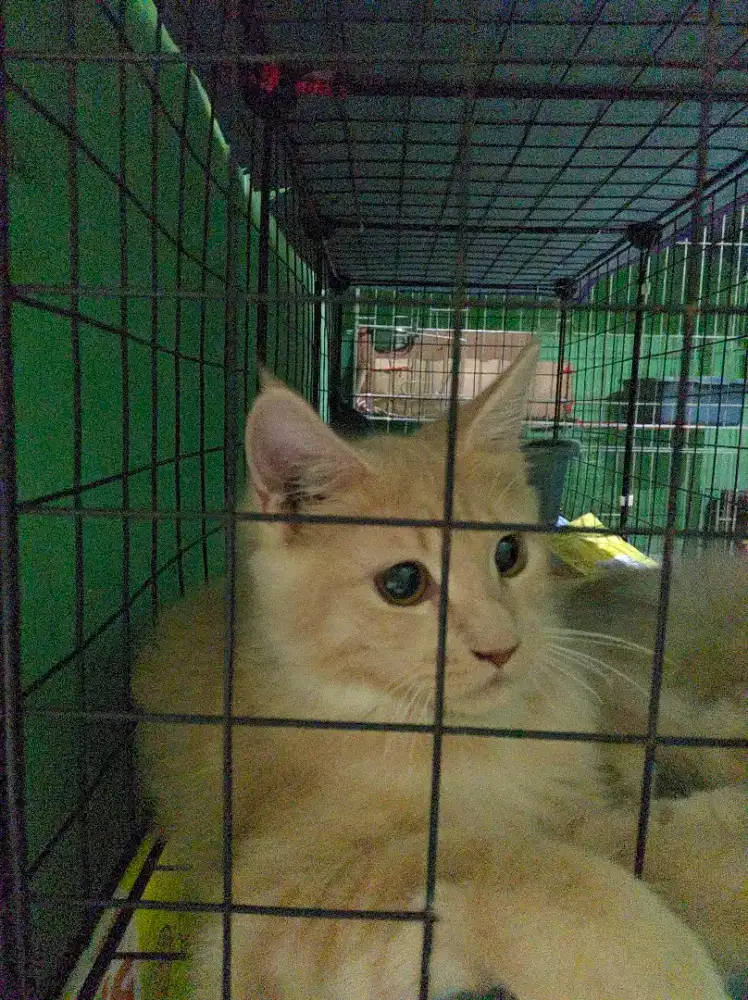 Kitten Mainecoon Betina