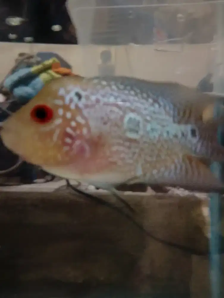 Ikan louhan cencu short body