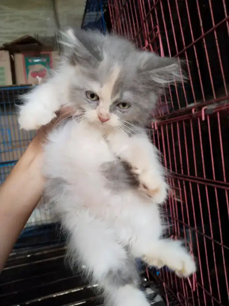 Kitten bulu kapas 1 betina 2 jantan