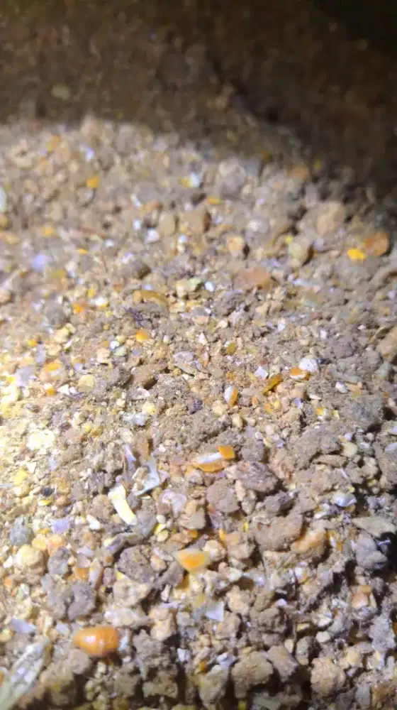 Pakan petelur alternatif