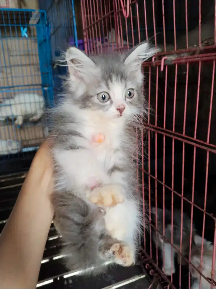 Kitten bulu kapas abu putih jantan