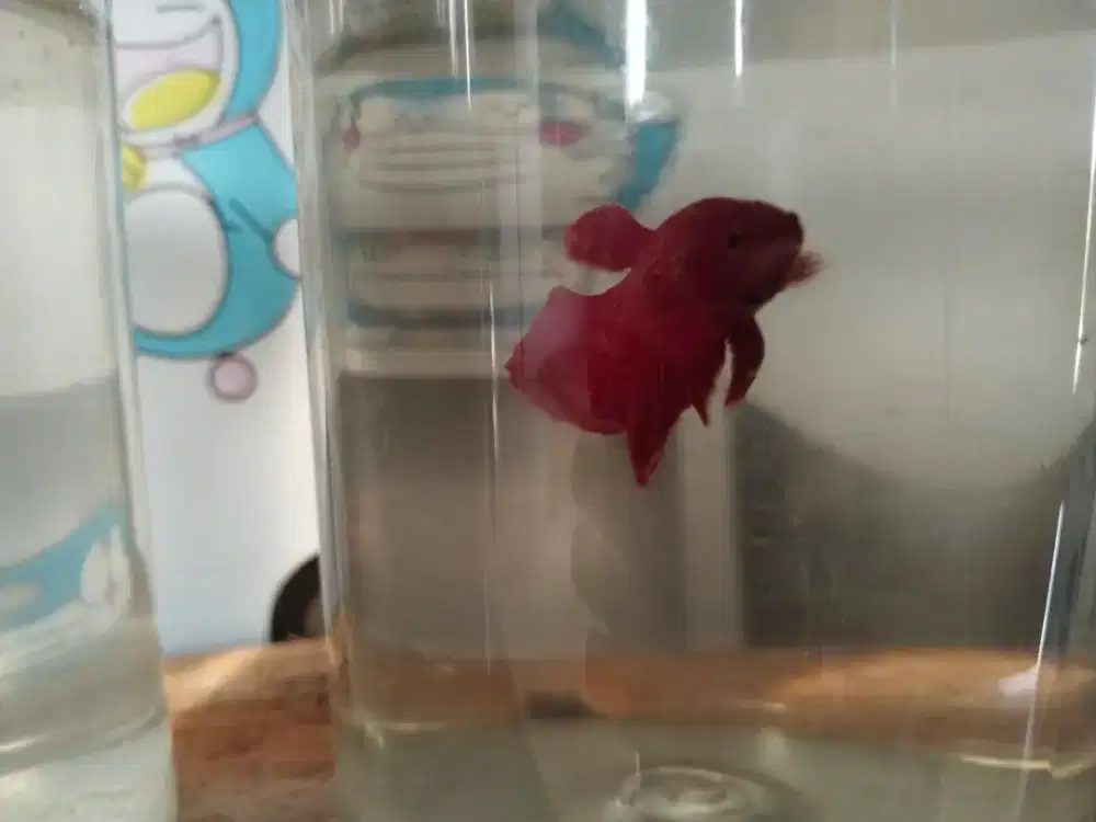 Cupang hiasan aquarium