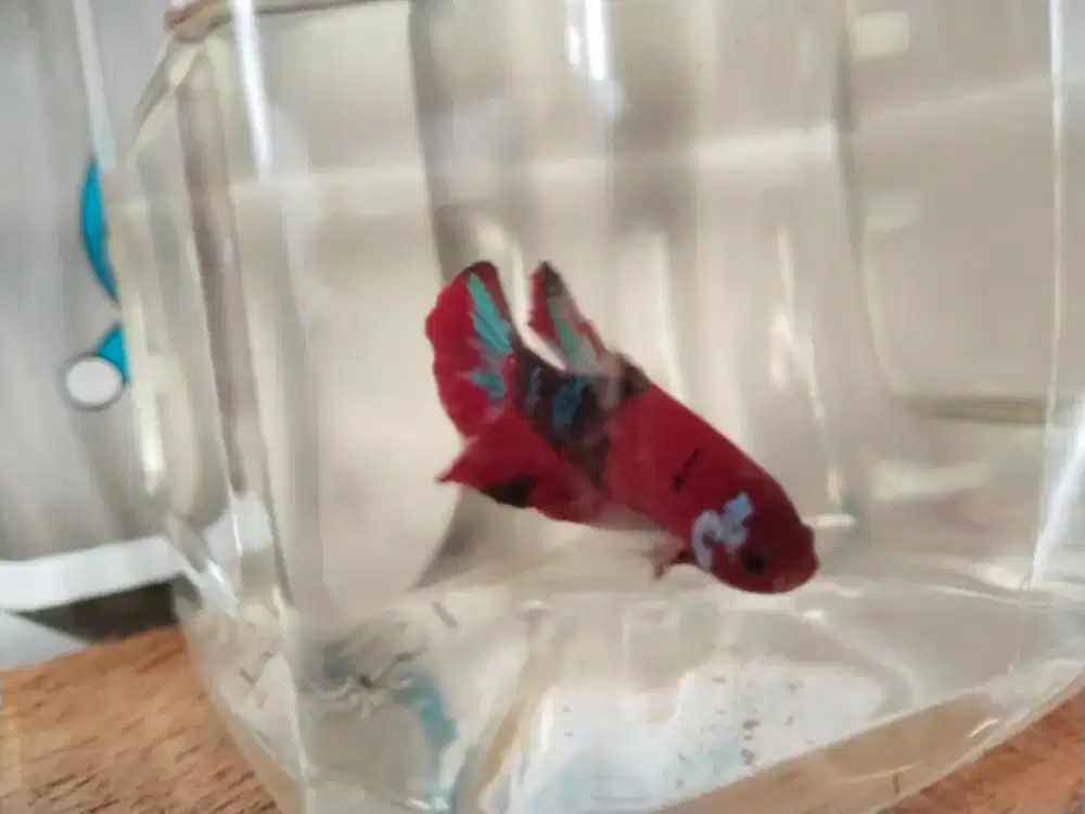 Cupang hiasan aquarium