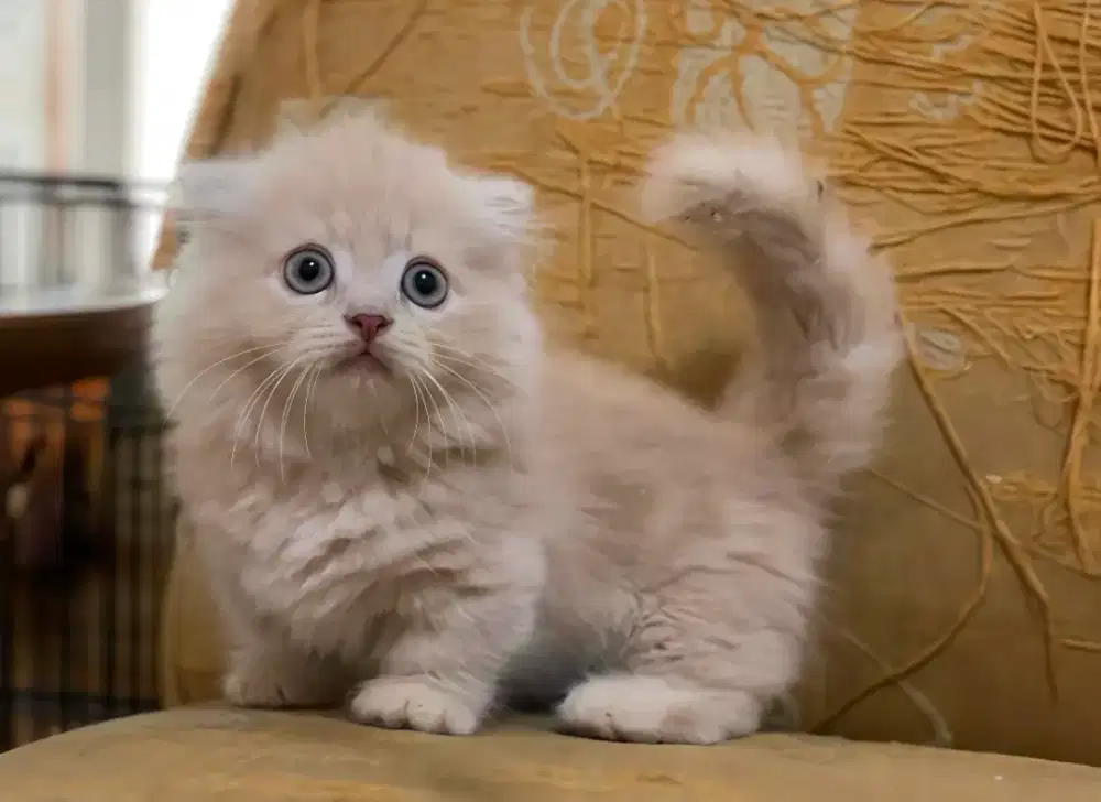 Munchkin Gaelic Fold Cream