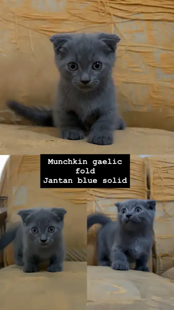 MUNCHKIN GAEKIC FOLD BLUE SOLID