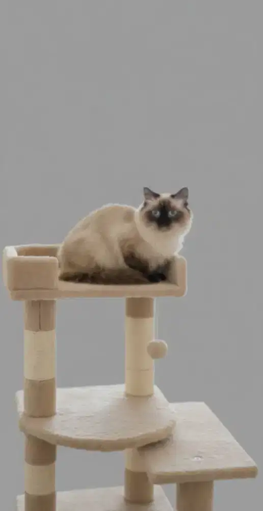 Kucing himalaya betina longhair