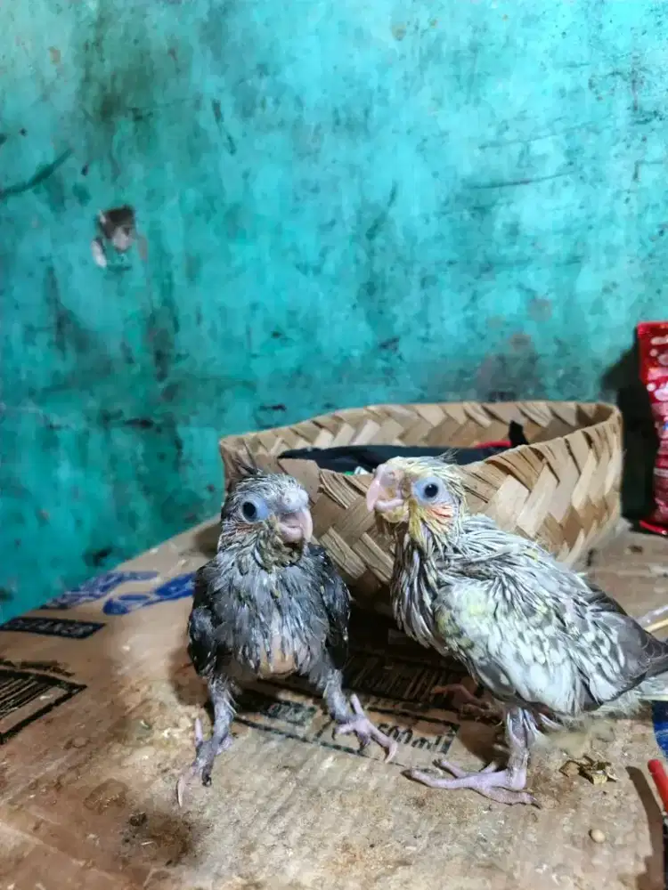 lolohan burung falk australia