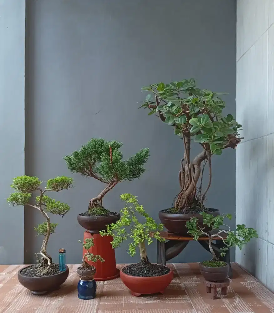 Paketan murah mini bonsai 6 pohon