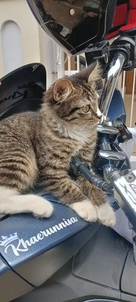 kucing Domestick Medium hair