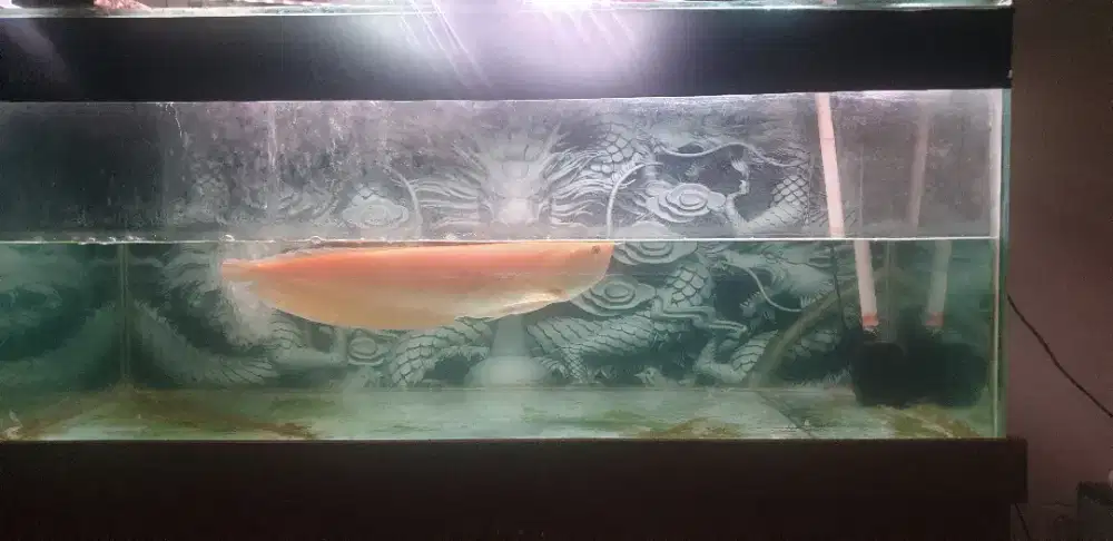 Arwana silver albino