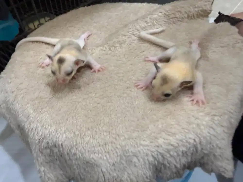 SUGAR GLIDER PLASTINUM MOZAIK