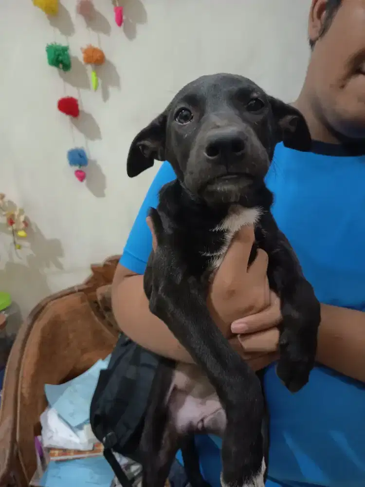 Anak Anjing Cari Majikan Baru