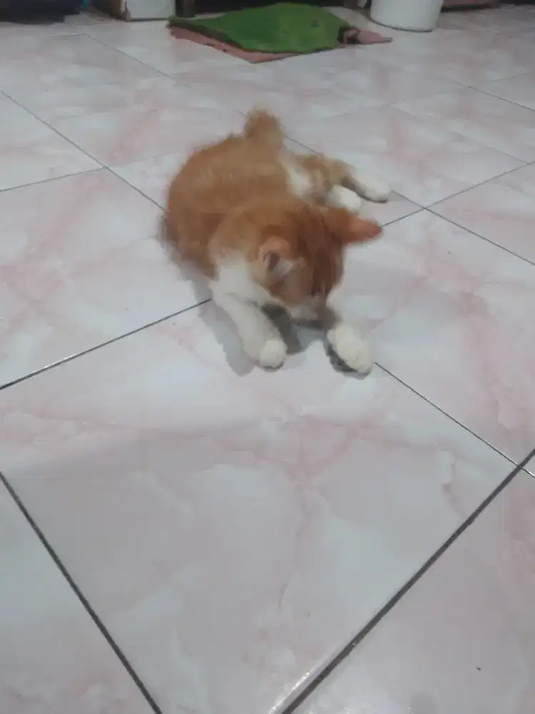 Kucing sehat bagus aktif lucu mahar seikhlasnya Lebo Sidoarjo kota