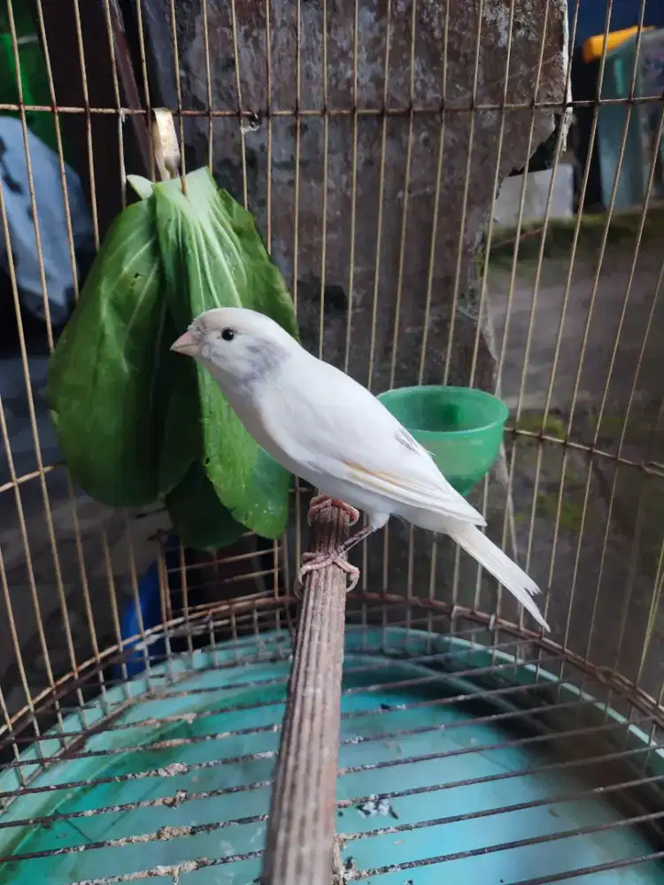 Burung kenari gacor putih