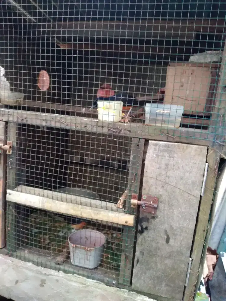 Murai medan sepasang