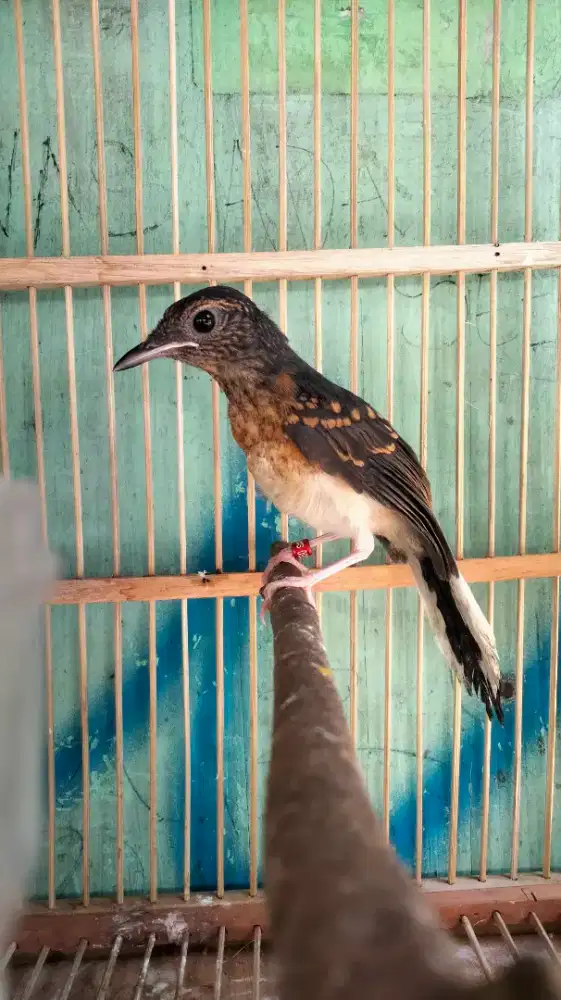 Murai Batu Medan Blorok Jantan Trah Panda Paruh Putih Rajin Bunyi