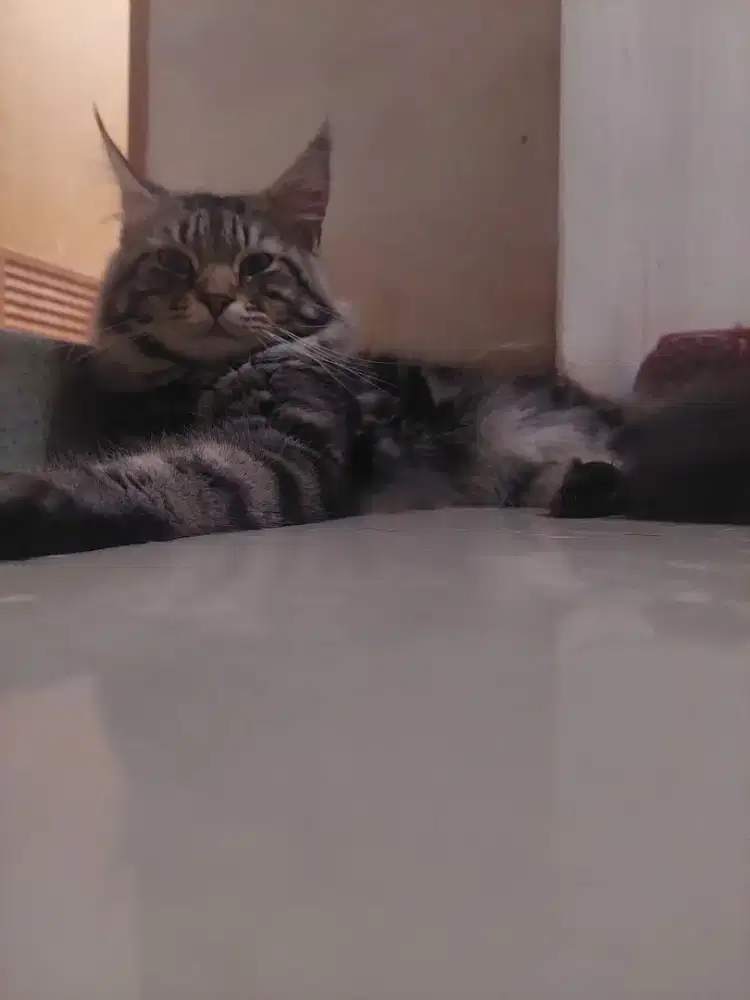 MAINECOON JANTAN BIGBODY NONPED