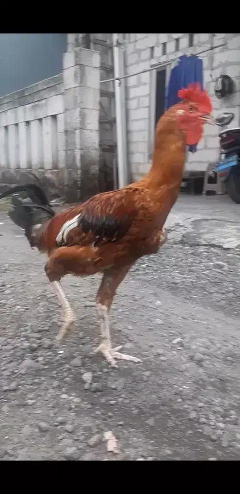 Ayam pelung jantan remaja