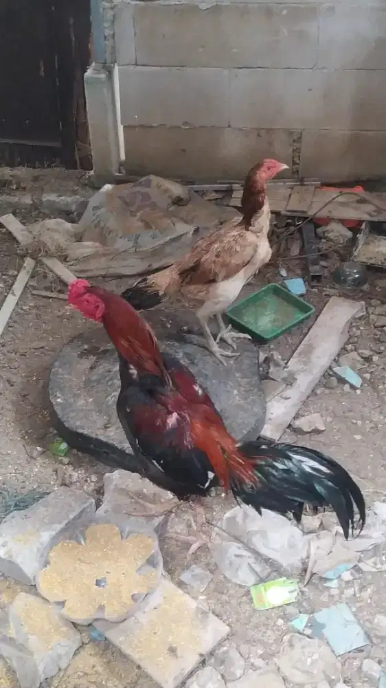 Ayam  bangkok  clasic