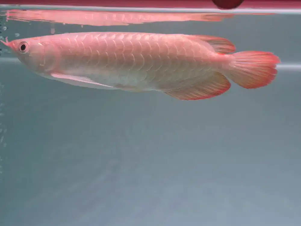 JUAL CEPAT ARWANA SUPER RED