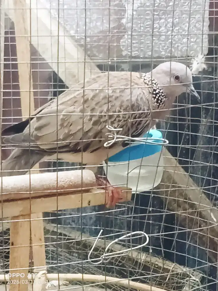 Tekukur kuk 2 paten lokal alam