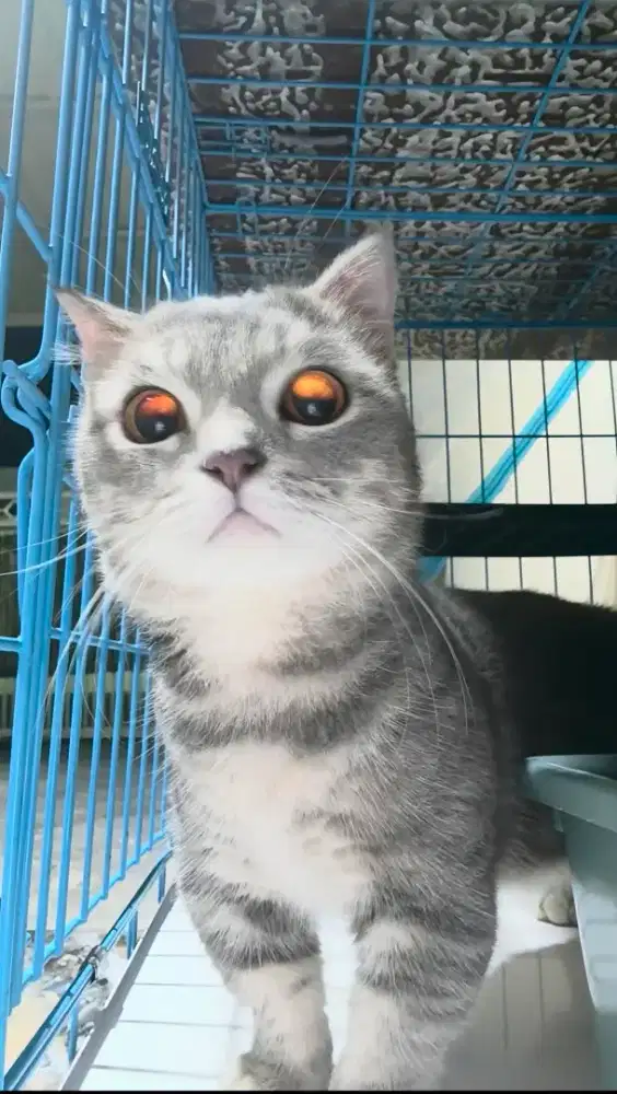 Kucing Munchkin BSH Gaelic