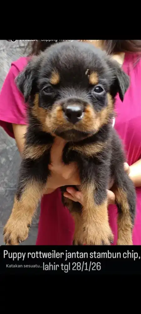 Puppy rottweiler stambun chip