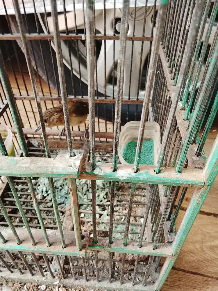 Jual burung Flamboyan