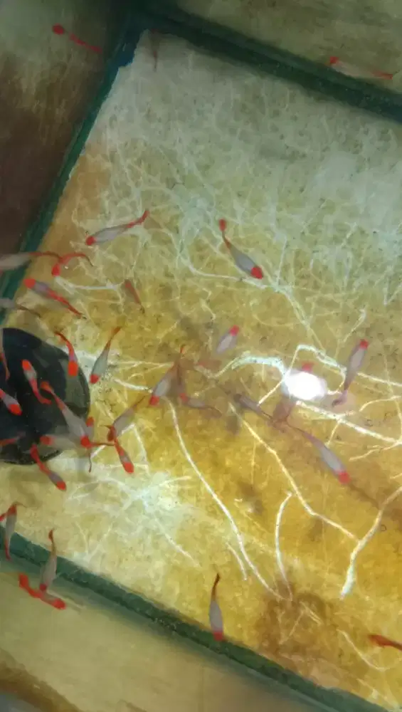 Ikan guppy platinum red koi