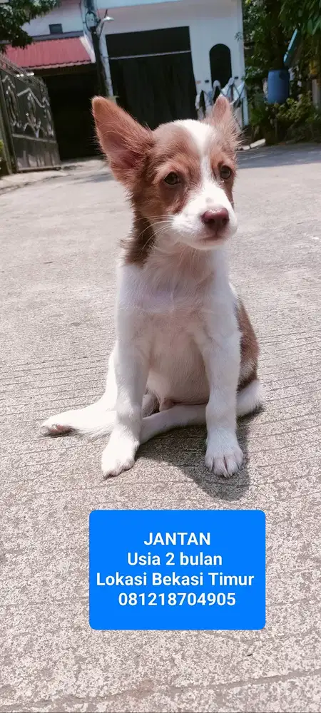 Di Jual Puppies Kintamani x Border Collie