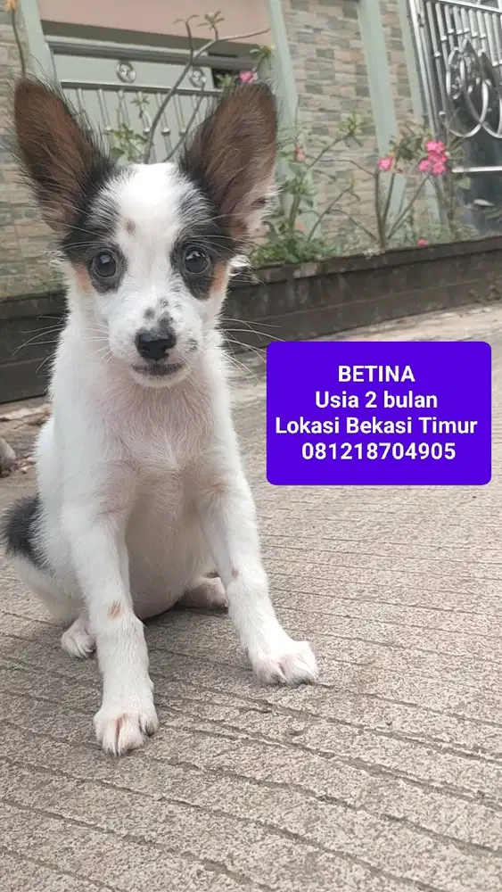 Lepas Adopsi Anakan Papillon mix x Border Collie (Betina)