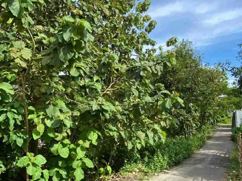 Jual Tanah Luas 200m²/2are Jl Pura Lempuyang Kutuh Zona Kuning area Vila villa Komersil & area Investasi Strategis Kuta Selatan Bali