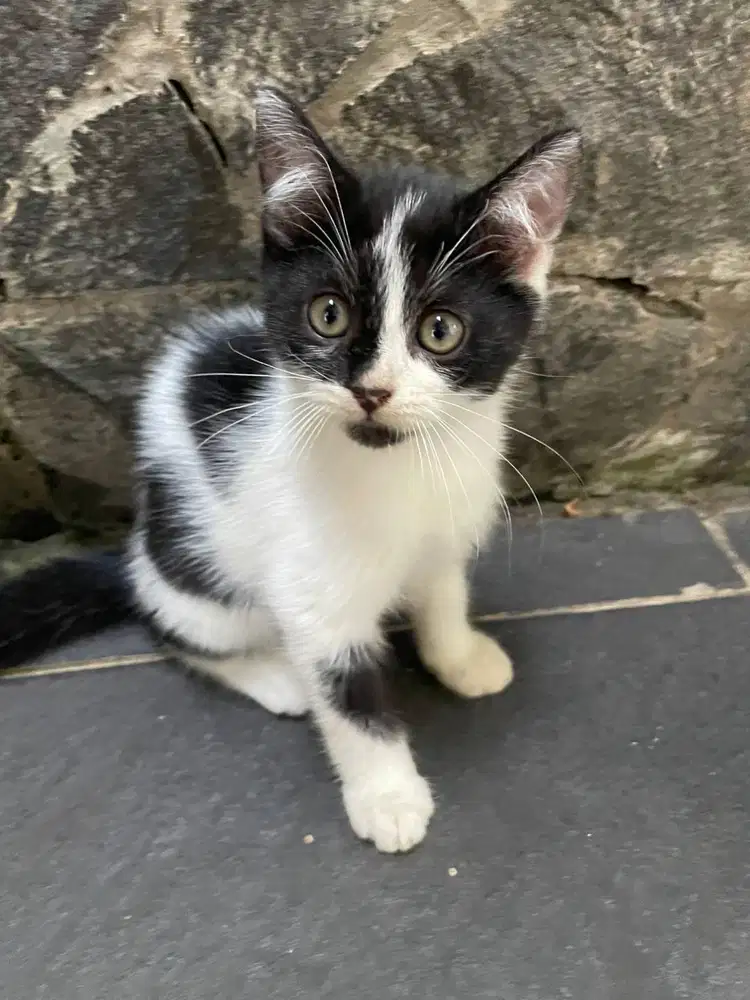 Kitten persia Paw nya hitam