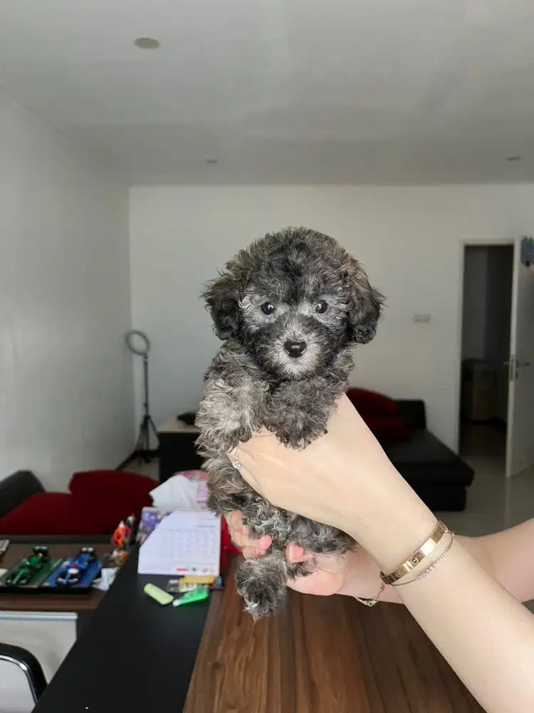 Toy Poodle Silver Male Jantan