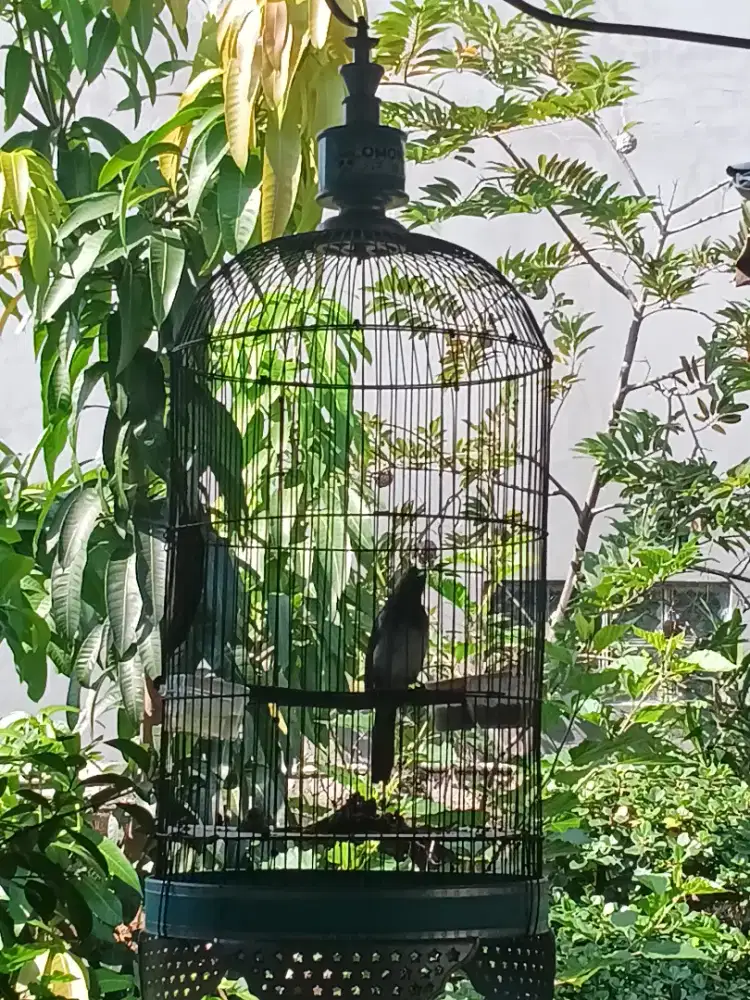 Burung cucak wilis gacor