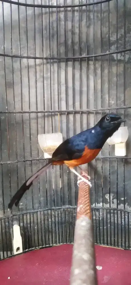 murai batu jantan pastol